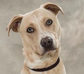 Labrador Retriever Dogs for adoption in Jamestown, CA, USA
