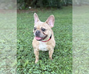 French Bulldog Dogs for adoption in Spring Lake, NJ, USA