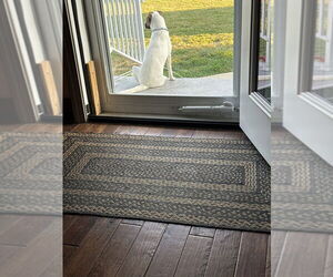 Jack-A-Bee Dogs for adoption in Springdale, PA, USA