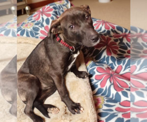 Labrador Retriever-Unknown Mix Dogs for adoption in Grovertown, IN, USA