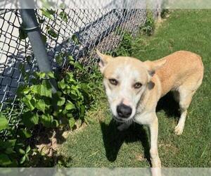 Huskies -Unknown Mix Dogs for adoption in Tulsa, OK, USA