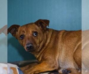 Chihuahua-Unknown Mix Dogs for adoption in San Antonio, TX, USA