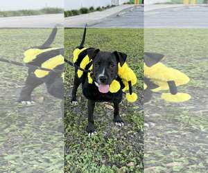 Labrador Retriever-Unknown Mix Dogs for adoption in Sanford, FL, USA