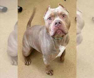 American Bulldog-Unknown Mix Dogs for adoption in Derwood, MD, USA