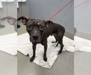 American Pit Bull Terrier-Unknown Mix Dogs for adoption in Las Vegas, NV, USA