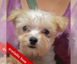 Havanese Dogs for adoption in Huntley, IL, USA