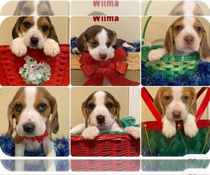 Beagle Dogs for adoption in GILBERTS, IL, USA