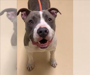 American Pit Bull Terrier Dogs for adoption in Fayetteville, NC, USA