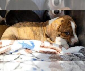 American Staffordshire Terrier-Unknown Mix Dogs for adoption in San Antonio, TX, USA
