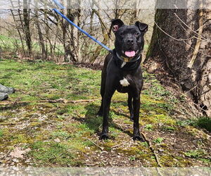 Labrador Retriever-Unknown Mix Dogs for adoption in Woodsfield, OH, USA