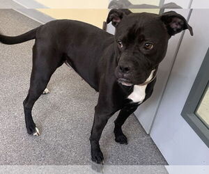 Bullboxer Pit Dogs for adoption in Low Moor, VA, USA