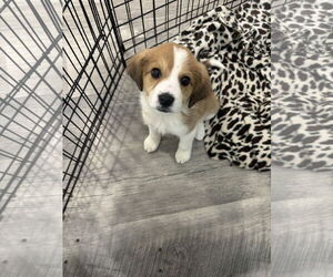 Great Pyrenees-Unknown Mix Dogs for adoption in Plainfield, IL, USA