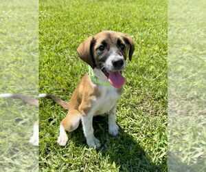 Mutt Dogs for adoption in San Leon, TX, USA