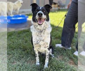 Border Collie-Unknown Mix Dogs for adoption in Modesto, CA, USA