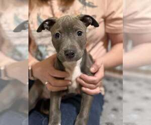 Mutt Dogs for adoption in Rockville, MD, USA