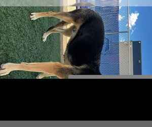 German Shepherd Dog Dogs for adoption in HESPERIA, CA, USA