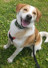 Medium Photo #1 Labrador Retriever Puppy For Sale in Westminster, MD, USA