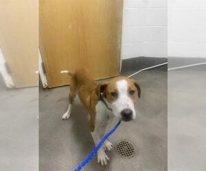 American Pit Bull Terrier-Plott Hound Mix Dogs for adoption in Forestville, MD, USA