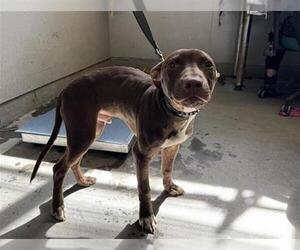 Mutt Dogs for adoption in Camarillo, CA, USA