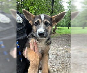German Shepherd Dog-Unknown Mix Dogs for adoption in Oklahoma City, OK, USA