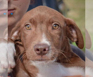 Borador Dogs for adoption in Huntley, IL, USA
