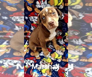 American Pit Bull Terrier Dogs for adoption in Lake City, MI, USA