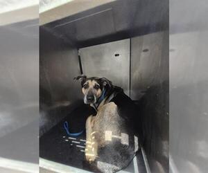 Shepradors Dogs for adoption in San Antonio, TX, USA