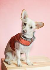 Chi-Corgi Dogs for adoption in Candler, NC, USA