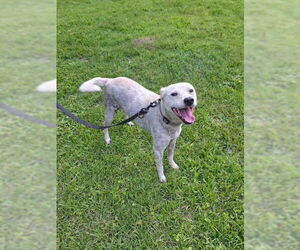 Red Heeler-Unknown Mix Dogs for adoption in New Orleans, LA, USA