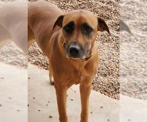 Mutt Dogs for adoption in Clinton, OK, USA