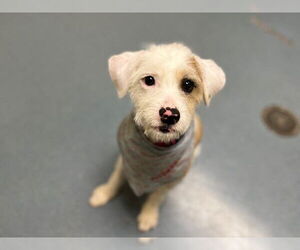 Parson Russell Terrier Dogs for adoption in Denver, CO, USA