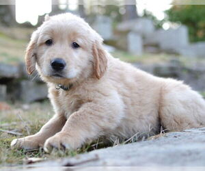 Medium Photo #1 Golden Retriever Puppy For Sale in Enfield, CT, USA