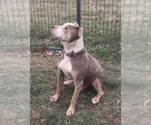 American Pit Bull Terrier Dogs for adoption in Union, WV, USA