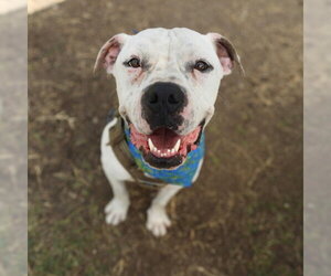 Mastiff-Unknown Mix Dogs for adoption in San Antonio, TX, USA