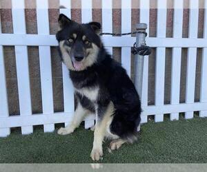 German Shepherd Dog-Unknown Mix Dogs for adoption in Modesto, CA, USA