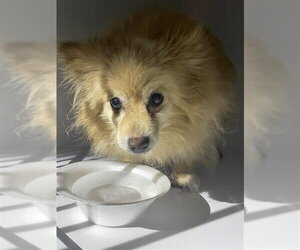 Pomeranian Dogs for adoption in Houston, TX, USA