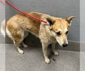 German Shepherd Dog-Unknown Mix Dogs for adoption in Las Vegas, NV, USA