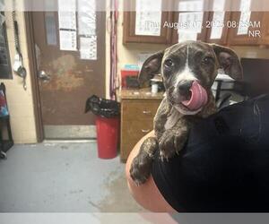 American Pit Bull Terrier-Unknown Mix Dogs for adoption in Ocala, FL, USA