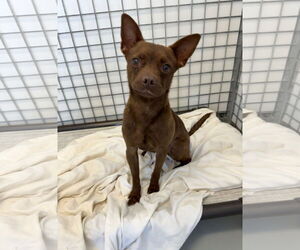 Chihuahua-Unknown Mix Dogs for adoption in Chico, CA, USA