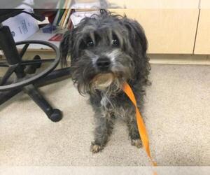 Mutt Dogs for adoption in Riverside, CA, USA