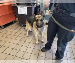 German Shepherd Dog Dogs for adoption in Burbank, CA, USA