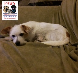 Mutt Dogs for adoption in Killeen, TX, USA