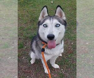 Siberian Husky Dogs for adoption in Fort Lauderdale, FL, USA