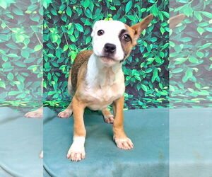 American Pit Bull Terrier-Labrador Retriever Mix Dogs for adoption in Wetumpka, AL, USA
