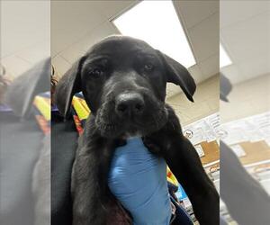 Labrador Retriever-Unknown Mix Dogs for adoption in Conroe, TX, USA