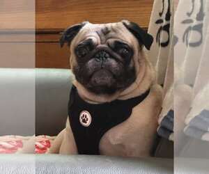 Pug Dogs for adoption in Elizabeth City, NC, USA
