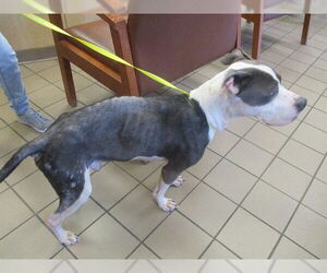 Medium Photo #1 American Pit Bull Terrier Puppy For Sale in Ocala, FL, USA