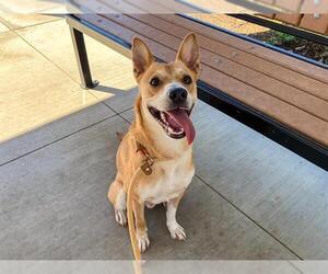 Basenji-Labrador Retriever Mix Dogs for adoption in Orange, CA, USA