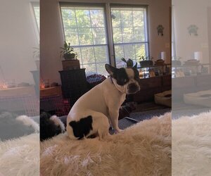 Boston Terrier Dogs for adoption in Middlesex, NC, USA