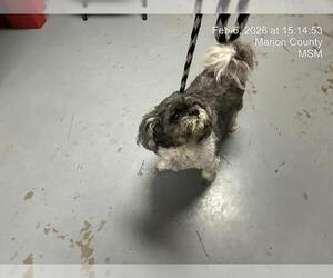 Shih Tzu Dogs for adoption in Ocala, FL, USA